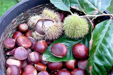Cao Bằng công bố chỉ dẫn địa lý bảo vệ thương hiệu